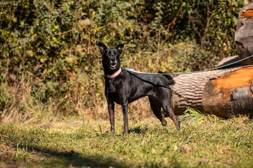Mojo und Lupo Mojo und Lupo